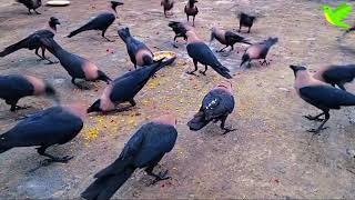 Very Loud Cawing Sounds of Crows  Kuaway ki Awaz  Crows Planet [upl. by Imeon]