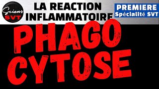 La PHAGOCYTOSE à la fin de la REACTION INFLAMMATOIRE  IMMUNOLOGIE  PREMIERE SPECIALITE SVT [upl. by Armillia]