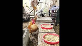 Serama Rooster Eating [upl. by Tap]