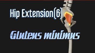 Hip Extension6Gluteus minimus muscle [upl. by Atinra989]