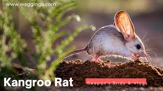 Kangroo Rat Care Guide  Jerboas [upl. by Nirol]