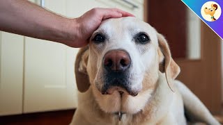 Streichel deinen Hund NICHT wenn er DAS tut [upl. by Marciano]