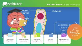 Pflanzenzelle – Aufbau und Struktur einfach erklärt – Biologie 7 amp 8 Klasse [upl. by Nawram]