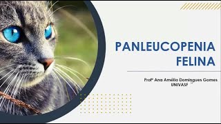 PANLEUCOPENIA FELINA  ANA AMÉLIA DOMINGUES GOMES  IV SIMPONEDI [upl. by Maltz701]