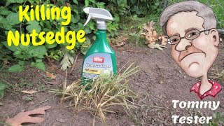 Killing Nutsedge  Testing  Ortho  Lawn Care  Weed Control [upl. by Erlewine]