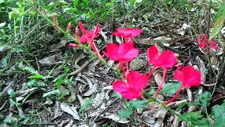 Plumbago indica Rath nitulරත් නිතුල් [upl. by Stavros860]