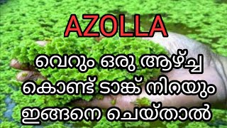 കോഴികൾക്കും മീനുകൾക്കും ആവശ്യമായ അസോള വീട്ടിൽ തന്നെ ഉണ്ടാക്കാം  Azolla farming in malayalam [upl. by Ahsyen153]