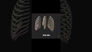 The thoracic cage overview medical anatomy axialskeleton thoraxanatomy thoracic [upl. by Sivia]