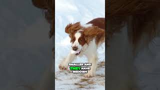 Recognize the Welsh and English Springer Spaniel [upl. by Sumner228]