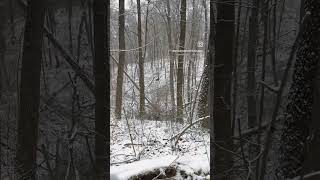 It’s cold deerhunting shortvideo shortsfeed shorts [upl. by Sirdi]