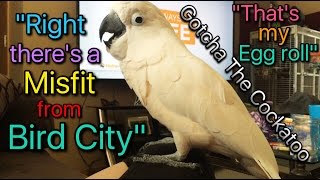 A weird Cockatoo conversationlol subtitled [upl. by Eatnod]