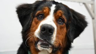 The sweetest souls to walk the earthBernese Mountain Dogs [upl. by Catima]