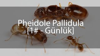 Pheidole Pallidula  Günlük 1 [upl. by Rape]