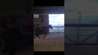 First time cantering of lunge💅🏼💅🏼 don’t mind the quality fypシ゚viral shortsfeed horse [upl. by Vinay52]