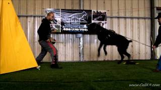 Cane Corso Bite Work  Dog SportIPO  Cali K9® Dog Training  San Jose [upl. by Eimaraj]