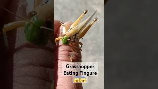 Grasshoppers AttackGrasshopper Eating Fingure InsectsAnimals Wild Life discovery nature [upl. by Asiralc]