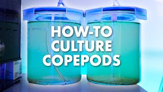 How To Culture Live Copepods At Home  Simple DIY Setup  Blue Reef Tank [upl. by Sydelle]