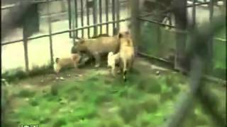 Assyrian Shepherd Dogs vs Tigers amp Lions [upl. by Milstone]