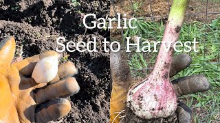 Garden with Me  Organic Garlic Seed to Harvest [upl. by Frerichs]