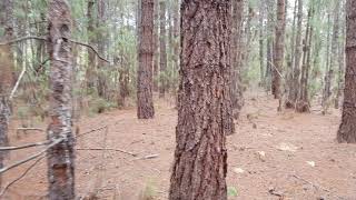 Pinus canariensis  Meribup Arboretum Muir Highway [upl. by Arima]