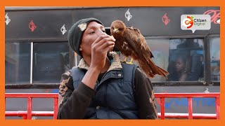 The Bird Man of Nairobi Man explains his unusual bond with his hawk named Johnson [upl. by Azeret707]