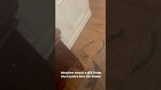 Dog brings deer leg into the house [upl. by Evot]