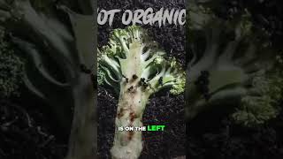 What happens when you feed an Organic and a non Organic broccoli to compost worms [upl. by Koralie]