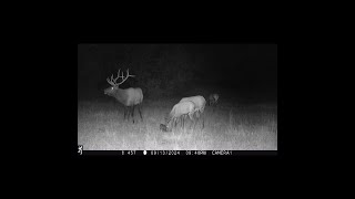 Big bull elk working herd in Bobcat meadow [upl. by Jazmin209]