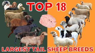 Top 18 Largest Tail Sheep Breeds in the World  FatTailed Rumped  ThinTailed  Country Best Sheep [upl. by Longan292]