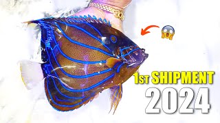 NEW MARINE FISH SHIPMENT 2024  SEASCAPES new year shipment [upl. by Retha]