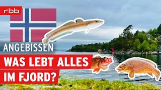 Fischartenchallenge  Norwegen Spezial  Angebissen  Der Angelpodcast vom rbb  154 [upl. by Aerdnua839]