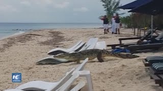 Turistas graban cocodrilo paseando en playa de Cozumel [upl. by Rubetta]