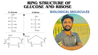 Ring structure of glucose and ribose Monosaccharides lecture 2  alpha and beta glucose form [upl. by Derk]