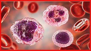 Taux élevé de monocytes dans le sang  symptômes et traitements [upl. by Hallerson]