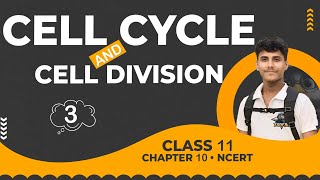 Meiosis • Cell Cycle amp Cell Division • Class 11 NCERT Explanation [upl. by Cindie]