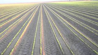 Weed Control in Onions [upl. by Analahs]