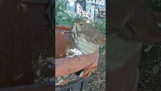 Hermit thrush at the bird bath [upl. by Frieder]