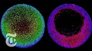 How an Embryo Grows  ScienceTake  The New York Times [upl. by Eiramlatsyrc717]