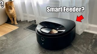 This Petlibro Polar Smart Wet Food Feeder Is Pretty Crazy… [upl. by Maggs]