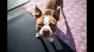 Dog Barking  Boston Terrier barking sounds [upl. by Maleen]