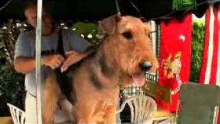 Dogs 101 Airedale Terrier [upl. by Odrareve882]