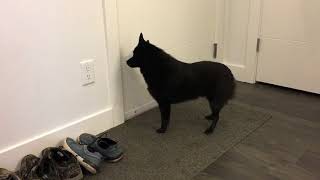 Schipperke dog greets his mom after two days away [upl. by Agathe]