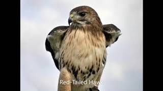 Red Tailed Hawk Call [upl. by Maurits]