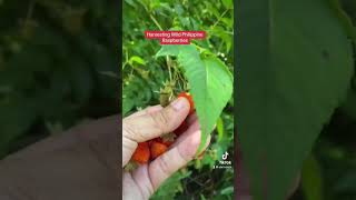 Countryside Life  Harvesting Wild Raspberries [upl. by Nna]