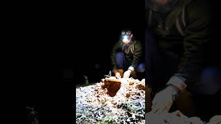 Night Gold Detecting a Gold Nugget at Depth [upl. by Enriqueta420]