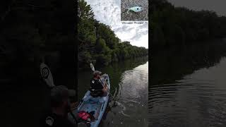 Smallmouth Bass on Crooked Creek  Kayak Fishing  Bonafide RVR 119  Nature [upl. by Osnerol]