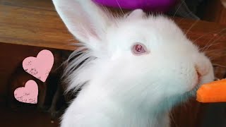 Lindo Conejo comiendo su Zanahoria Cute Bunny Eating a Carrot [upl. by Ylebmik]