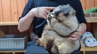 i gave corn to chubby marmot [upl. by Nolos424]