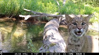 Pennsylvania man captures all walks of life crossing log bridge [upl. by Nelyk]