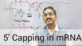 5Capping of mRNA in Eukaryotes [upl. by Tillman]